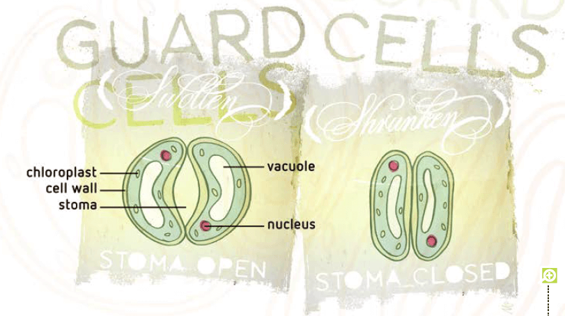 A schematic overview of a stoma. Left: an open stoma consists of two swollen guard cells. These cells contain extra water, creating an empty space (stoma) in the middle. Right: a closed stoma consists of two ‘relaxed’ guard cells. The cell walls of both cells stick together, effectively closing the inside of the plant from the external environment.
